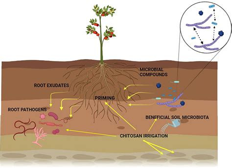 Nematodes als biologisches Schädlingsbekämpfungsmittel – eine nachhaltige Lösung für den modernen Landbau!