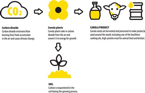 Canola: Eine vielseitige Ressource für die Biokraftstoffproduktion und industrielle Anwendungen!